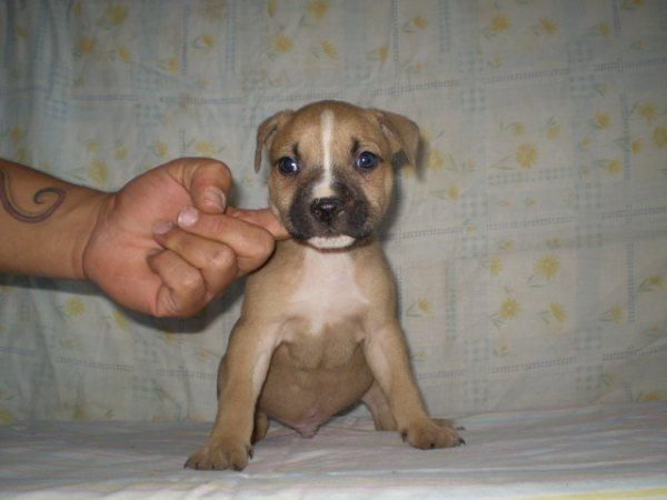 camada de american stanfforshire terrier, con dos meses, y con dos vacunas