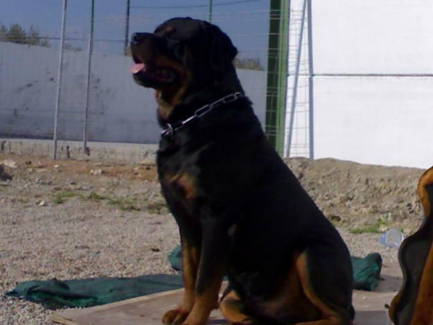 camada de rottweilers