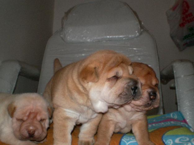 CAMBIO O VENDO HERMOSOS CACHORROS DE SHAR-PEI