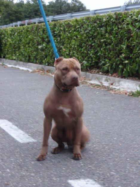 compraventa de american pitbull terrier