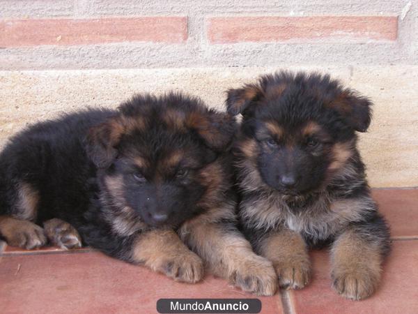 disponibles cachorros de pastor aleman