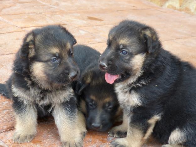 Excelentes cachorros pastor aleman negro fuego leg