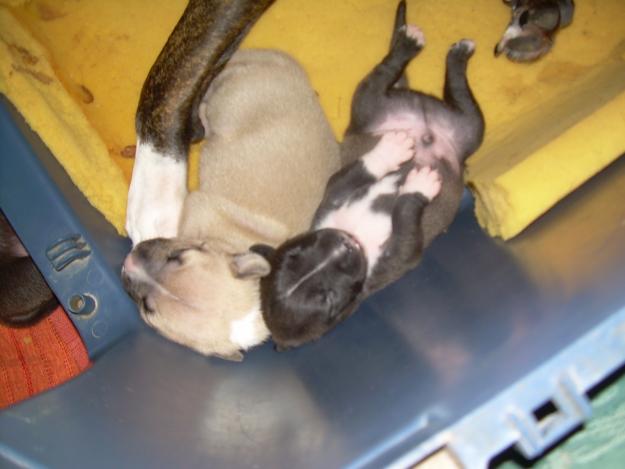 hola vendo preciosa camada de pitt bulls