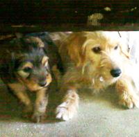 Mira que tres caritas mas tristes estan en la calle y son solo unos cachorros