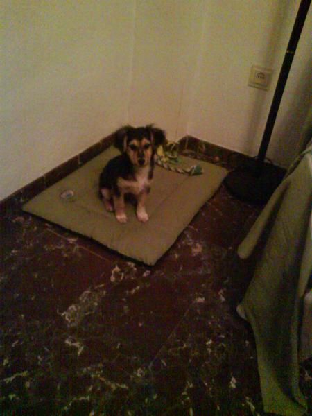 REGALO CACHORRO DE 3 MESES CRUZA COLLIE