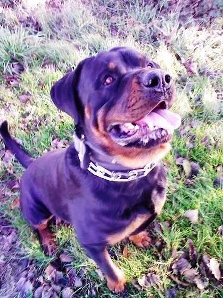 Rottweiler monta