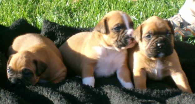 vendo boxer con pedigree