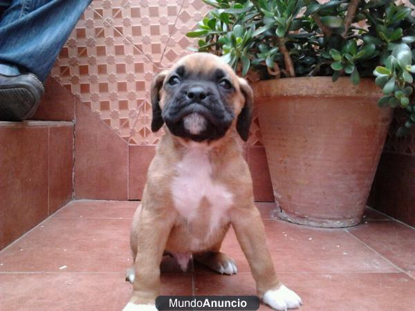 vendo cachorros de boxer macho