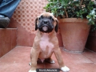 vendo cachorros de boxer macho - mejor precio | unprecio.es