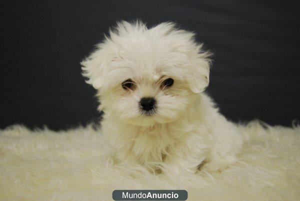 Adorables cachorros de bichon malteses muy blanquitos:::