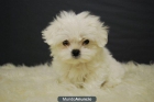 Adorables cachorros de bichon malteses muy blanquitos::: - mejor precio | unprecio.es