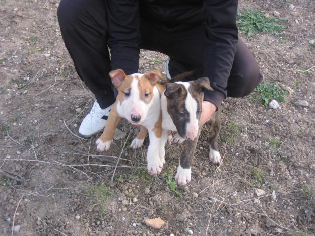 bullterrier economicos puros