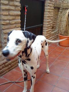 Busco dueño que adopte dalmata