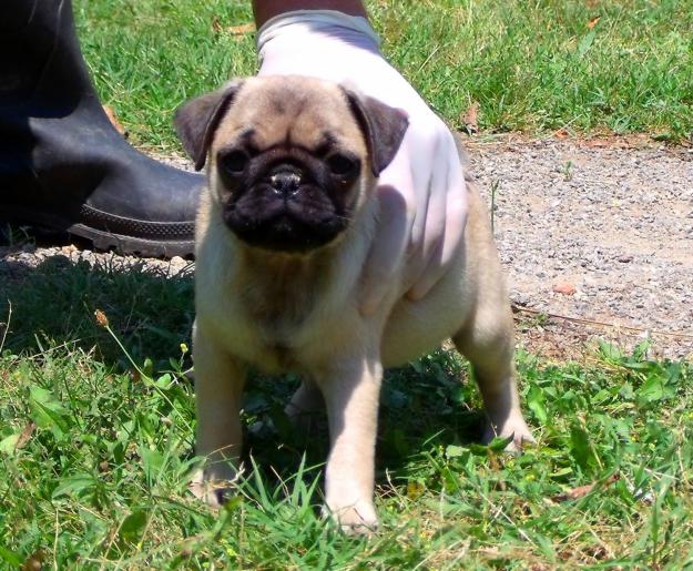 CACHORROS DE CARLINO