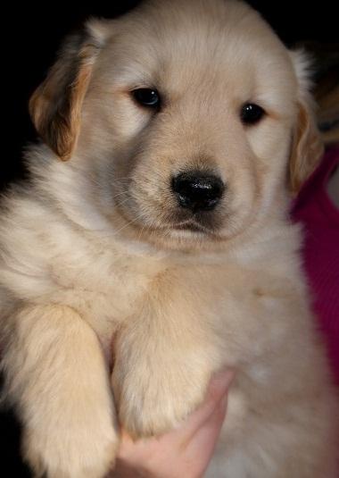 Cachorros Golden Retriever