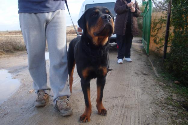 Rottweiler en adopción