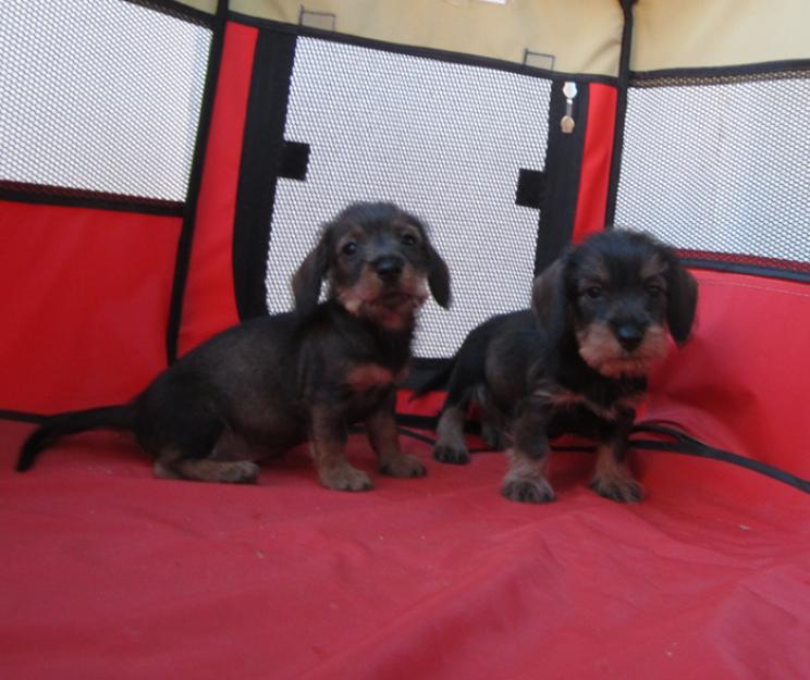 Teckels cachorros de pelo duro  oferta