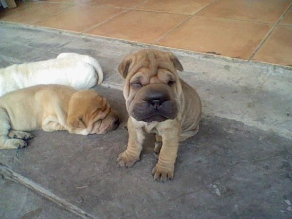 vendo camada de shar pei