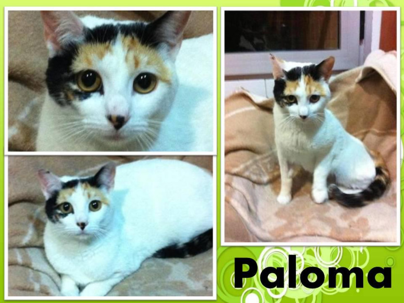 Paloma gata cariñosisima en la bahía de cádiz, corre peligro