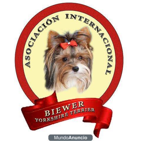 Asociacion internacional del Biewer Yorkshire