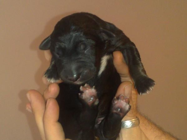 cachorros cruce belga con pastor aleman