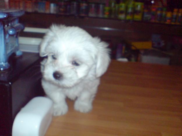 Cachorrtios de bichon maltes autenticos peluchitos