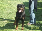 camada de rottweiler. 400 euros - mejor precio | unprecio.es