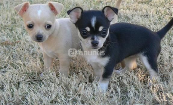 Chihuahua ¡Tu cachorro al mejor precio