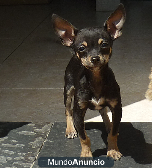 Precioso machito de Chihuahua mini