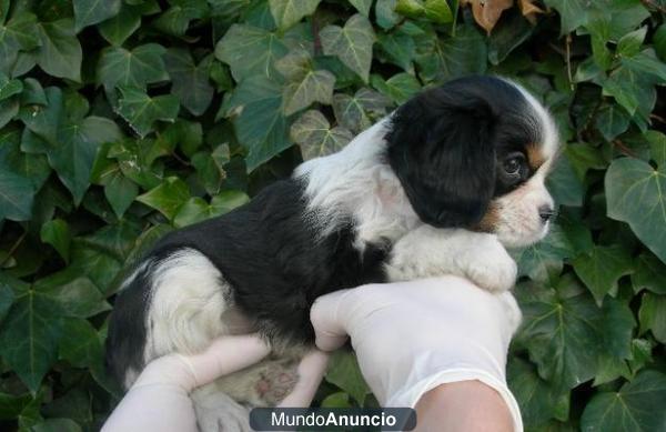 PRECIOSOS CACHORROS de CAVALIER KING CHARLES SPANIEL