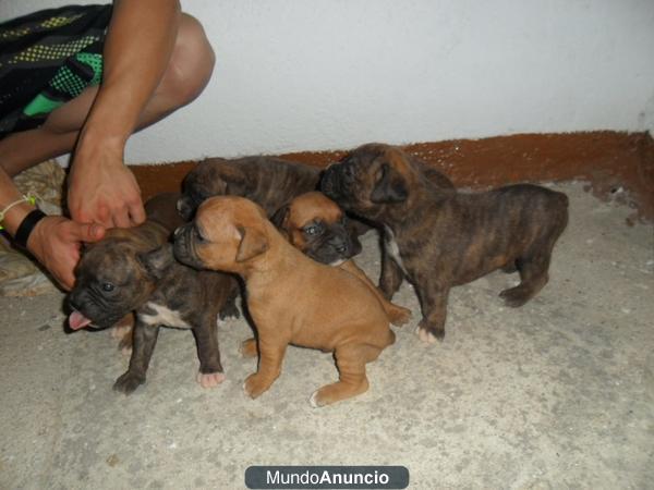 SE VENDE CAMADA DE BOXER