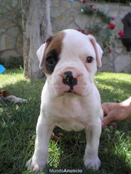 Vendo Cachorros de Boxer Blancos