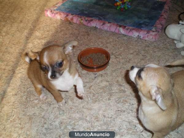 para la separación le doy 2 cachorros chihuahua