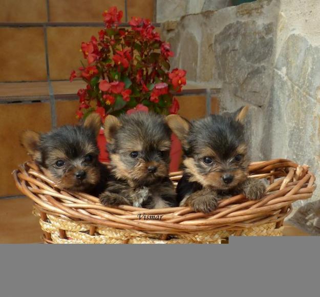 CACHORROS DE YORKSHIRE TERRIER, TAMAÑO PEQUEÑO