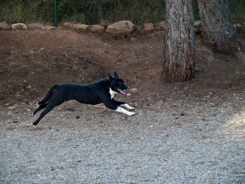 Rec, precioso rottweiler en adopción