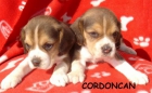 Beagle con Pedigree - mejor precio | unprecio.es