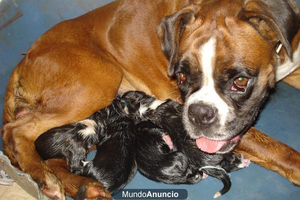 boxer en venta