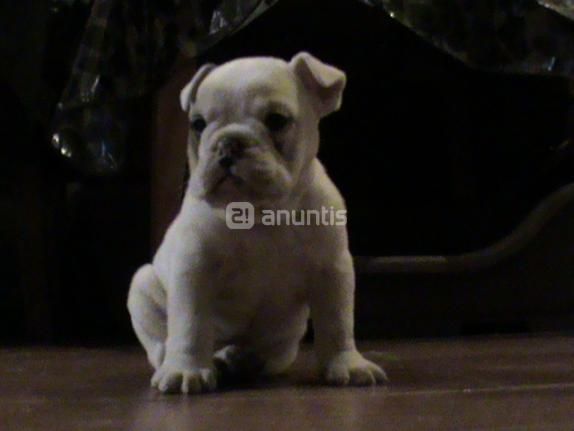 Cachorro Bulldog ingles macho blanco, dos parches