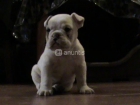 Cachorro Bulldog ingles macho blanco, dos parches - mejor precio | unprecio.es