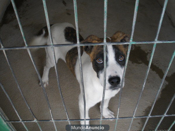 CACHORRO EN ADOPCION. BANDY.