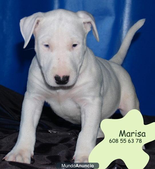 Cachorros de Bullterrier ,economicos