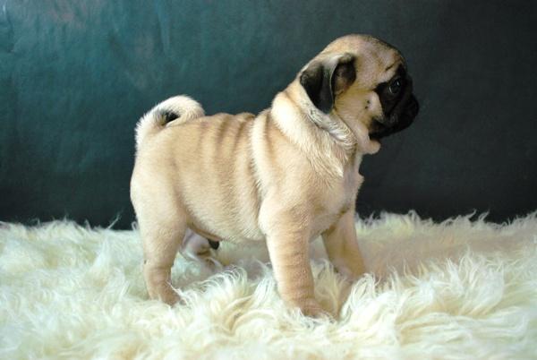 Carlinos Pug Preciosos Ejemplares Disponibles con 2 meses