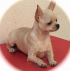 Chihuahua macho - mejor precio | unprecio.es