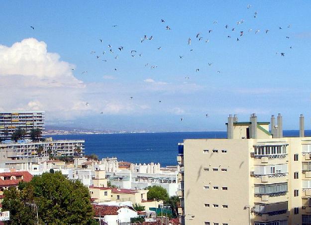 Estudio en Torremolinos