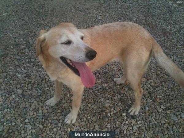 NAYA, dejada atada en la puerta de un veterinario‏