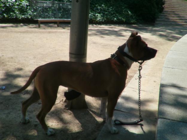 Pit Bull Hembra busca casa