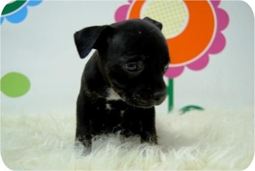 Staffordshire Bullterrier, excelentes en color negro.