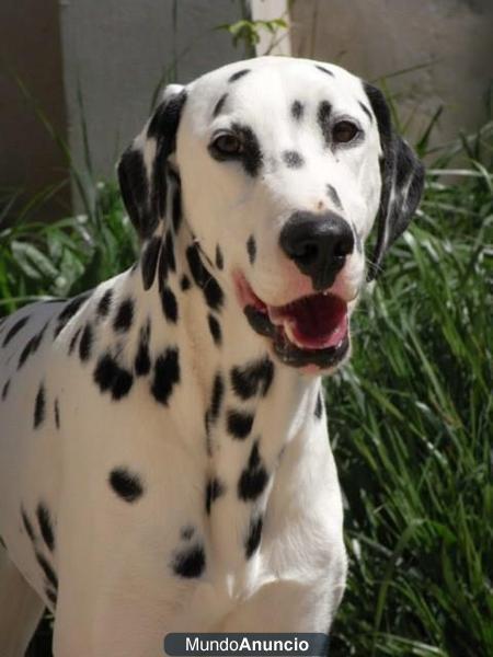 DAIKI, dalmata macho dos años