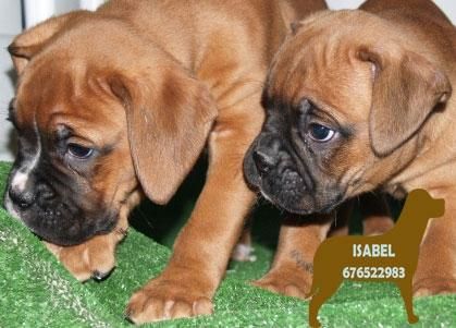 Boxer,excelentes cachorros