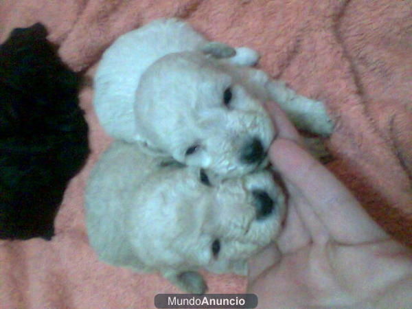 cachorritos de caniches enanos y toy blancos y rojos